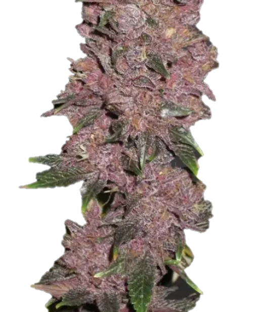 Purple kush