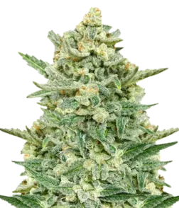 Strawberry Banana Auto