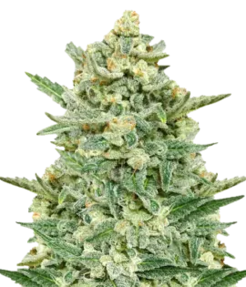 Strawberry Banana Auto