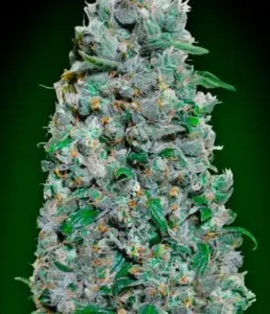 Auto afghan mass XXL – 00 Seeds