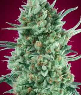Auto Bubble Gum XXL – 00 Seeds
