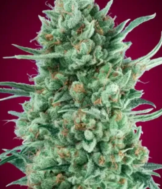 Auto Bubble Gum XXL – 00 Seeds