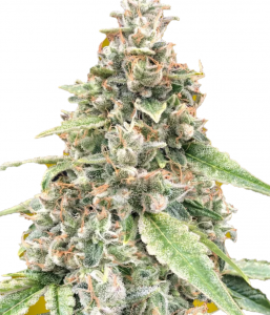 Auto Lemon OG from 00 Seeds