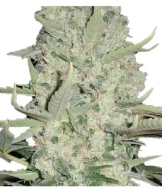 Big Bud Auto