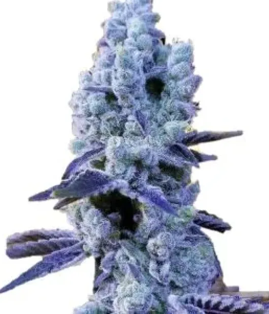 Blue Widow