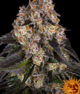 Barney’s Farm Girl Scout Cookies