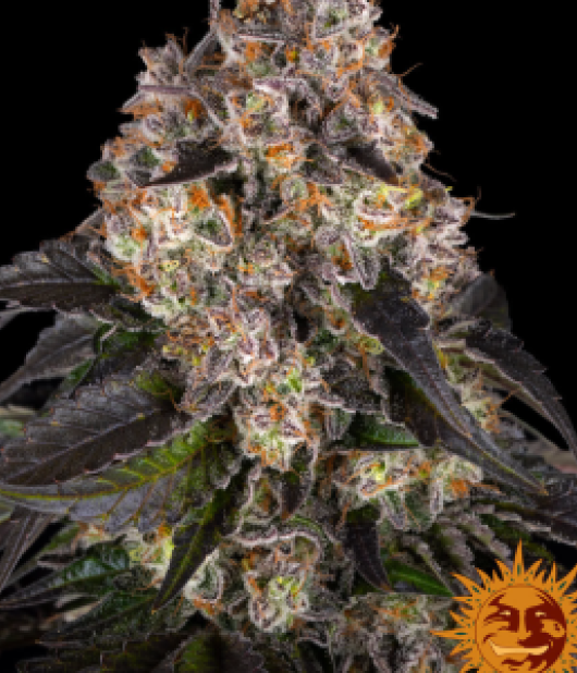 Barney’s Farm Girl Scout Cookies