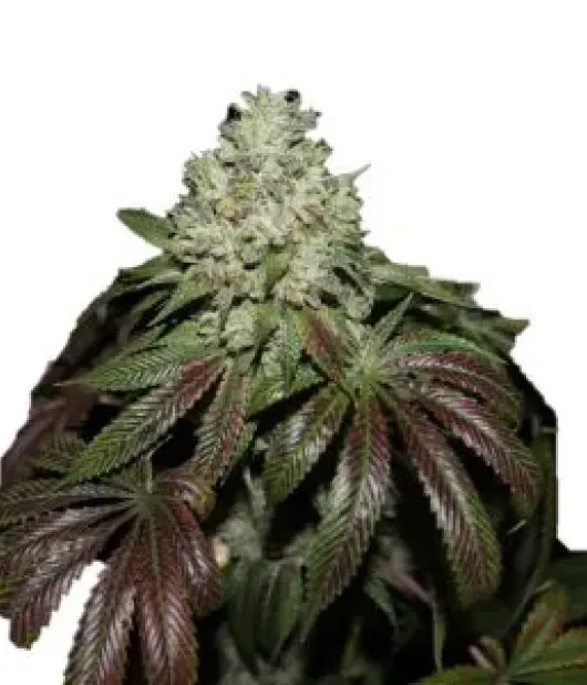 Sour Diesel S1