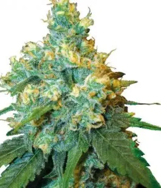 Jack Herer