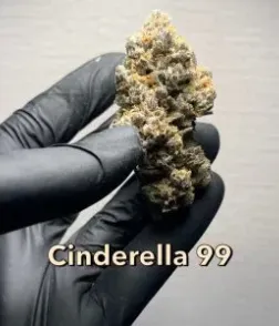 Cinderrella 99 Buds