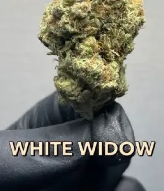 White Widow Buds